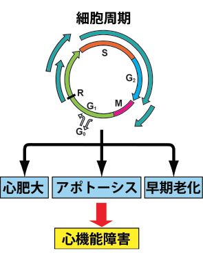 図１：心筋細胞における細胞周期
　　　制御因子の多様な作用