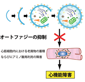 図２：オートファジーと心機能低下の関わり